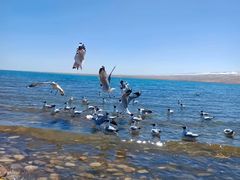 -青海湖国家重点风景名胜区