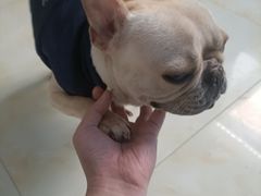 -宠颐生宠物医院·心肾内科·猫专科诊疗中心宠巢店
