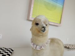 -怪兽屋·羊驼·猫咖·狗咖(俊华广场店)