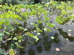 -暨阳湖生态园