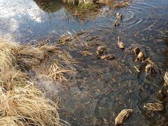 -泸沽湖国家级风景名胜区走婚桥