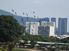 -深圳野生动物园