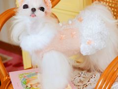 -萌宠之家·腊肠犬·马尔泰·小体犬舍