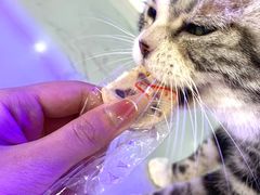 -喵园·猫主题咖啡厅·撸猫·猫咖(国贸店)