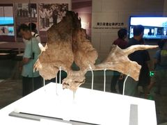 -北京周口店北京人遗址博物馆