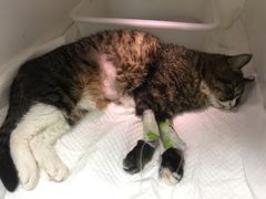 -瑞派·关忠动物医院·异宠专科·犬猫肿瘤·皮肤专科(望京店)