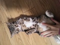 -美联众合动物医院·24h转诊中心