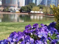 -陆家嘴中心绿地