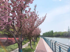 -高东镇樱花园