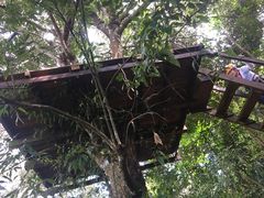 -清迈丛林飞跃 JungleFlight