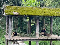 -中国大熊猫保护研究中心雅安碧峰峡基地