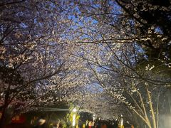 -高东镇樱花园