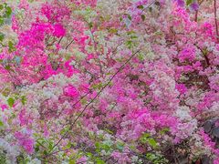 -深圳国际园林花卉博览园