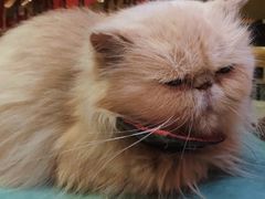 -猫色咖啡·猫咖