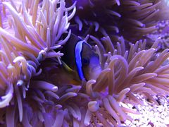 -芜湖新华联大白鲸海洋公园