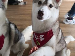 -Husky Go! 哈士奇体验馆·宠物咖啡厅狗咖