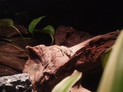 -灵玲国际马戏城