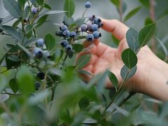 -金谷域澳洲庄园