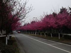 -四川大学(望江校区)