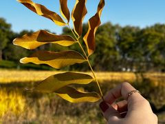 -广富林郊野公园