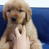 店里面的宠物都是可以售卖的，还都很健康