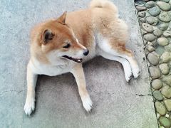 -柴犬高等学院·狗咖·柴犬售卖·宠物训练