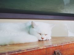 -猫咪博物馆(顶澳仔猫街店)