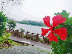 -广东花都湖国家湿地公园