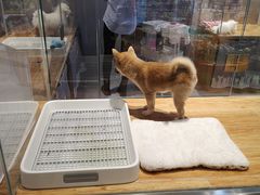 -狗道宠物(常熟印象城店)