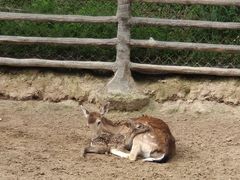 -青藏高原野生动物园