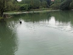 -苏州金鸡湖大酒店