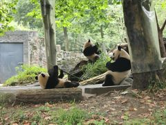 -都江堰中华大熊猫苑