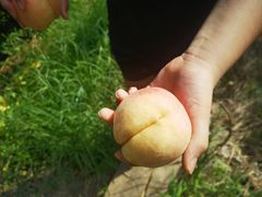 -南汇新场正宗水蜜桃采摘