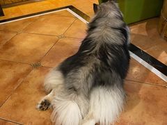 -more than meow吴止猫主题餐厅(承德 中船汇店)