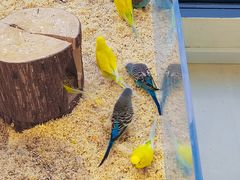 -怪兽屋·羊驼·猫咖·狗咖(俊华广场店)