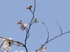 -顾村公园