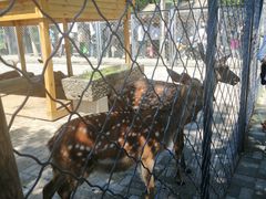 -长白岛森林公园