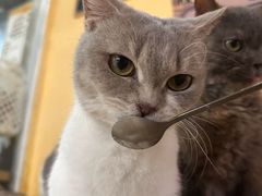 -喵小馆·猫咖狗咖猪咖·饮品店