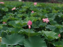 -荷塘月色湿地公园·向阳花洲