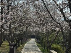 -香雪海