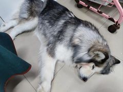 -汪说·狗咖(旺城大厦店)