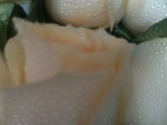 android_upload_pic-壹号鲜花店(苍南灵溪河滨东路店)