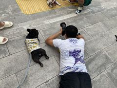 -超宠爱宠物摄影-Super pet