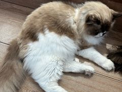 -有猫主题·治愈系猫咖(曾厝垵店)