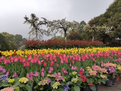 -南山植物园