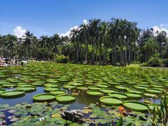 -中国科学院西双版纳热带植物园