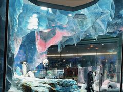 -帝企鹅自助餐厅•儿童岛•真企鹅(长隆企鹅酒店)