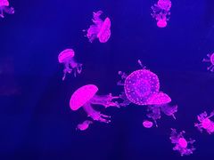 -西安曲江海洋极地公园