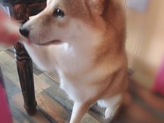 -柴源莊·柴小宠柴犬咖啡