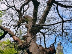 -青岛崂山太清宫